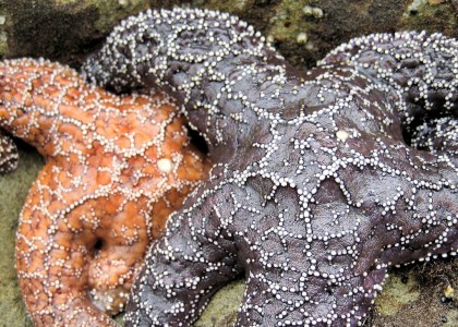 Ochre sea stars along rocky shores