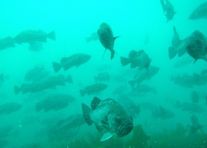 School of rockfish.