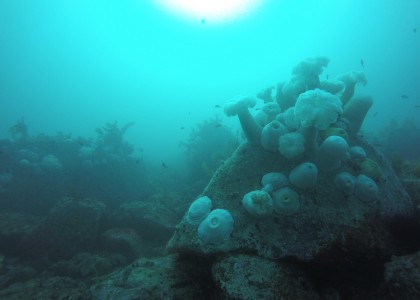 anemones below the surface off of Oregon