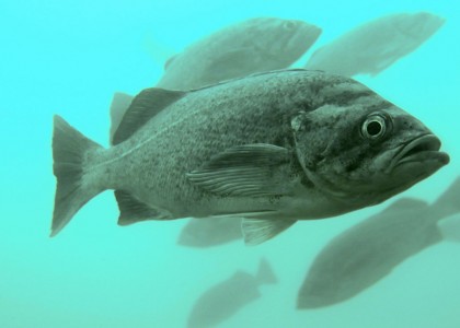 Deacon rockfish school off of the Oregon coast