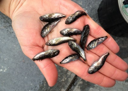 Juvenile fish research
