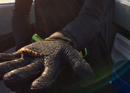 tiger rockfish