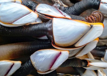 Pelagic Gooseneck Barnacles - Stephen Grace