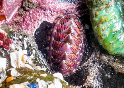 Lined Chiton - Stephen Grace