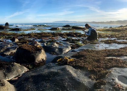 Heather Fulton studies interactions between seaweeds and invertebrates