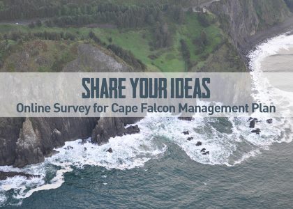 Online Survey