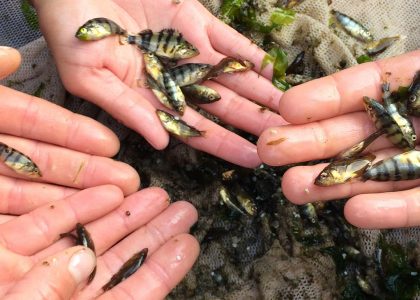 baby fish