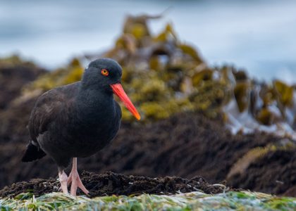 Black Oystercatcher (photo by Adam Stunkel)